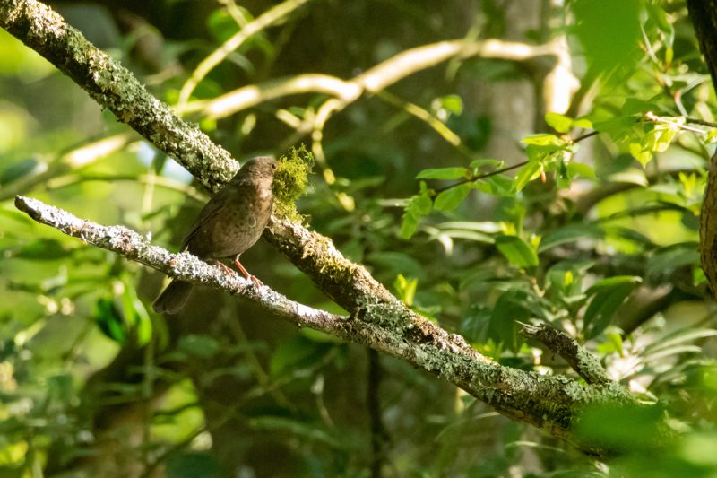 Merle noir femelle transportant de la mousse